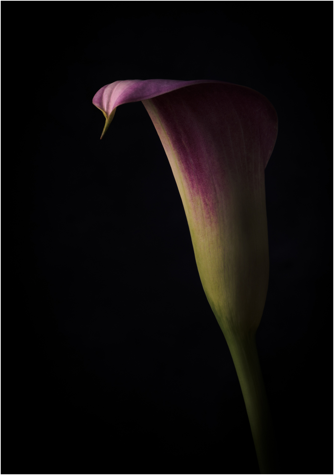 2nd PrizeOpen Color In Class 3 By Paul Sylvia For Calla Lily Study SEP-2025.jpg
